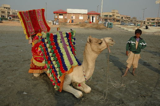 camel ride at the beach: 
